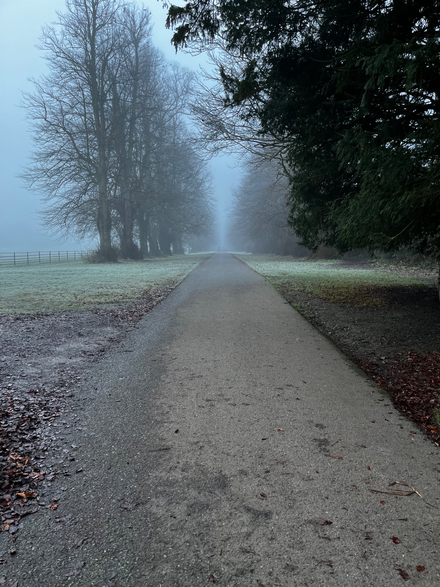A quiet tree-lined path disappearing into the morning mist
