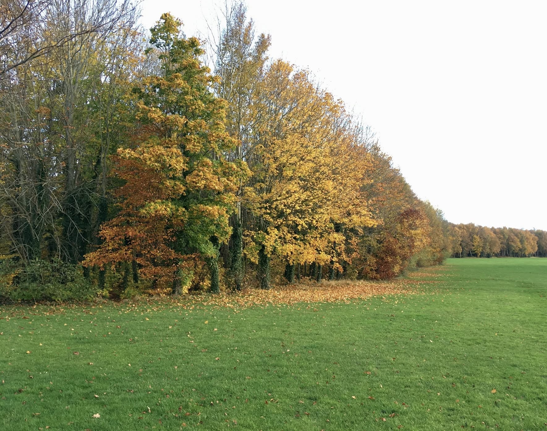 A line of autumn trees beside an open green field.